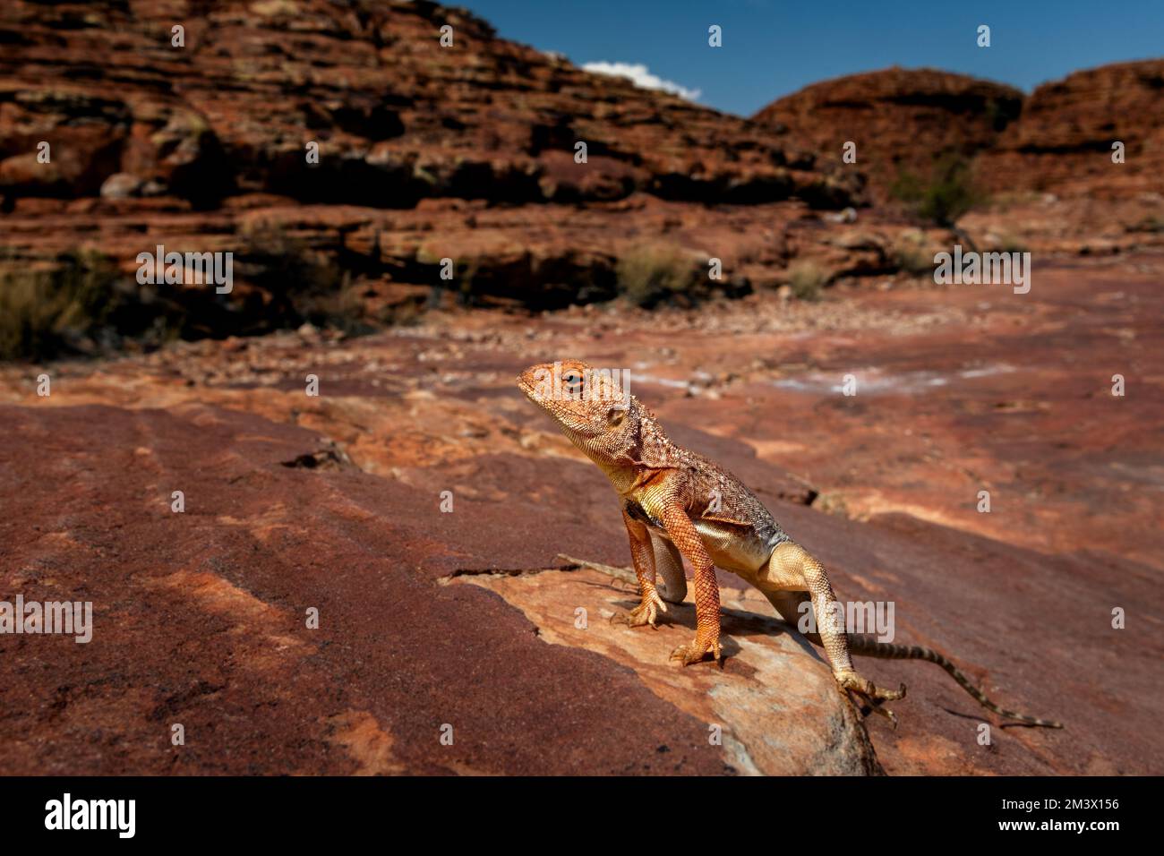 Ring-tailed Dragon basking on rock in Central Australia. Stock Photo