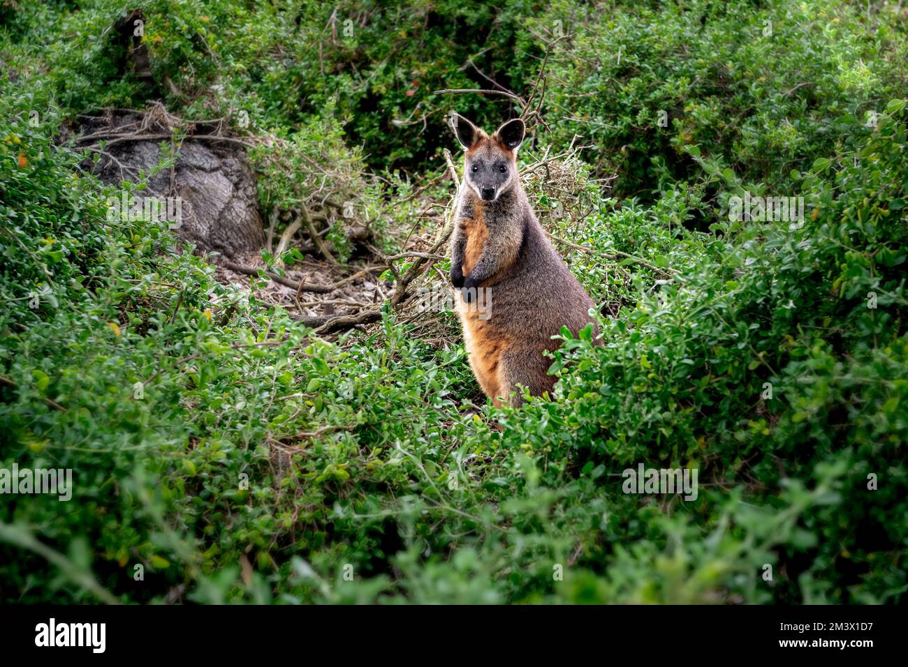 Swamp Wallaby in its natural environment. Stock Photo