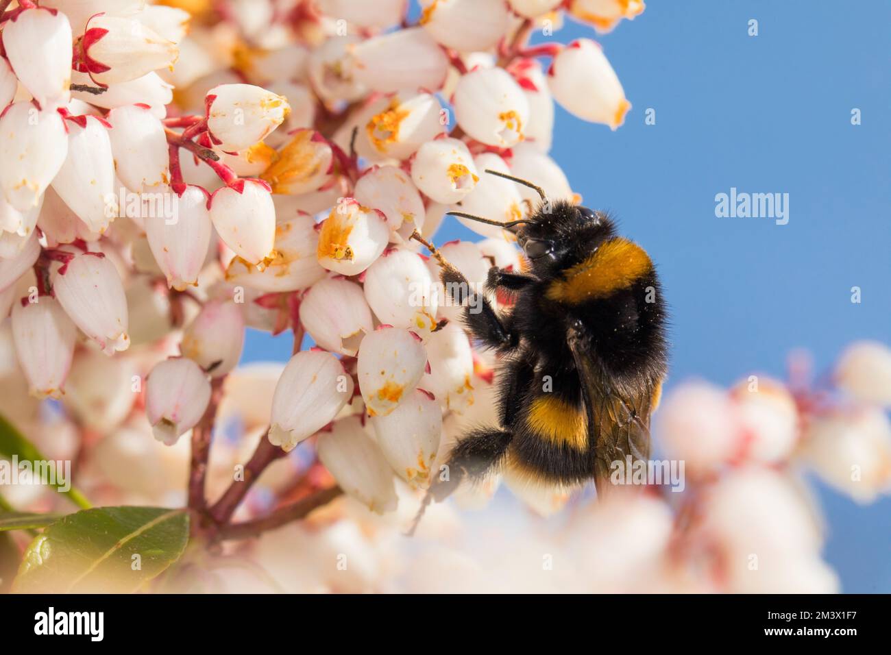 Buff-tailed Bumblebee (Bombus terrestris) adult queen feeding on Pieris japonica flowers in a garden in Spring. Powys, Wales. March. Stock Photo