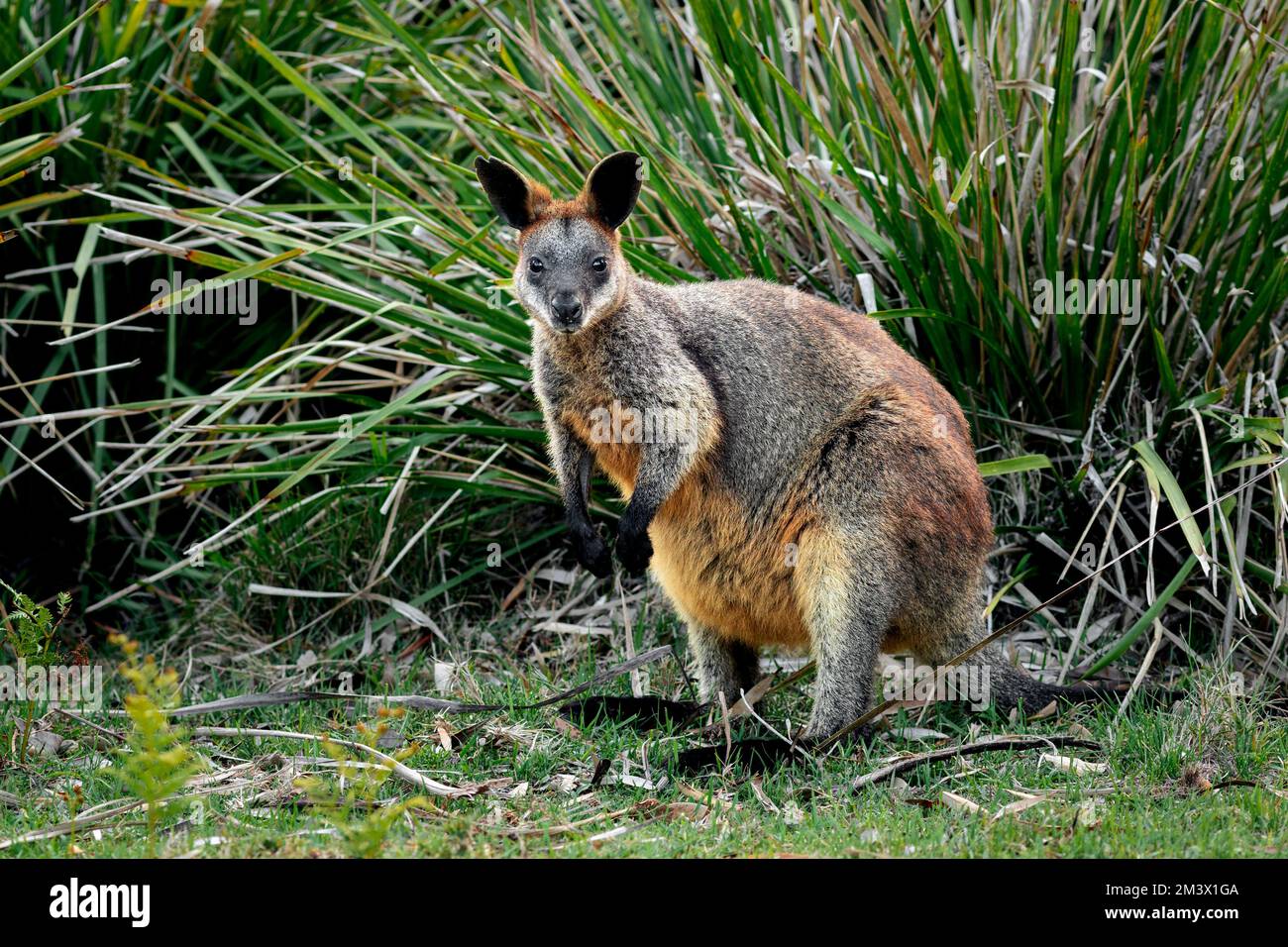 Swamp Wallaby in its natural environment. Stock Photo