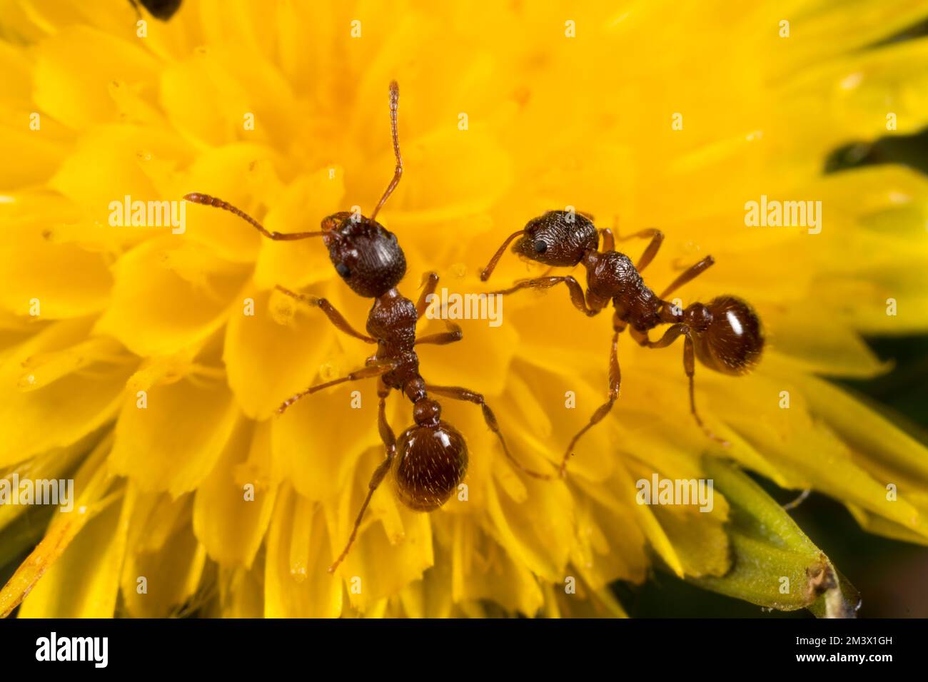 Red ants (Myrmica rubra) workers feeding in a Dandelion (Taraxacum sp.) flower. Powys, Wales. April Stock Photo