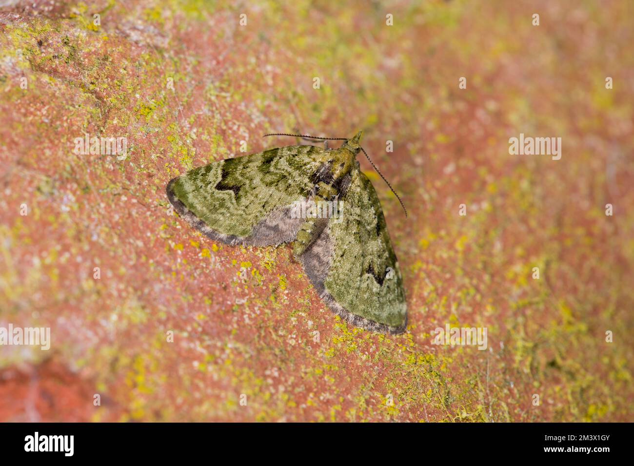 V-Pug moth (Chloroclystis v-ata) adult resting on a brick wall. Powys, Wales. April. Stock Photo