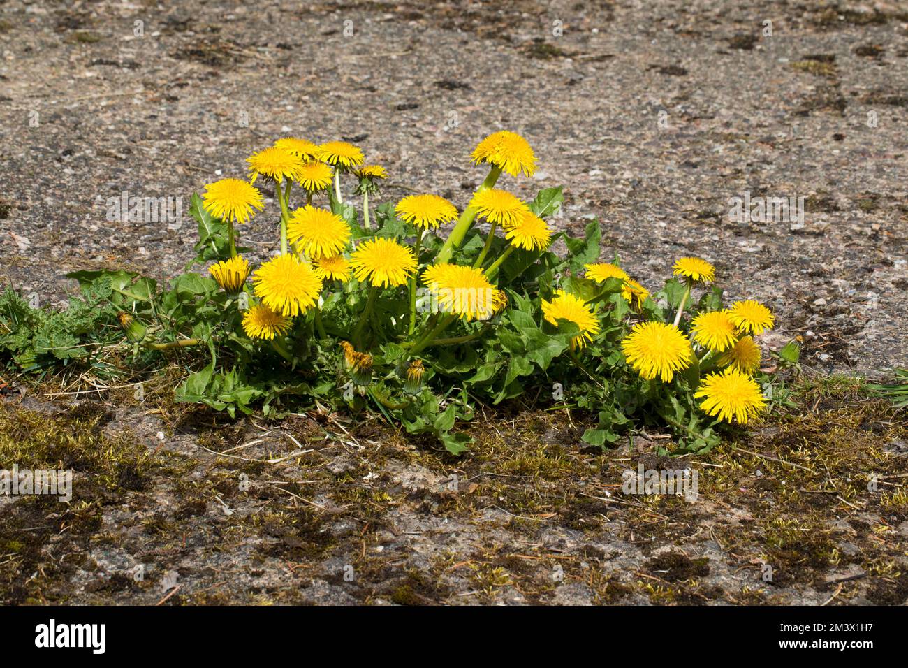 Dandelions (Taraxacum officinale agg.) growing and flowering through concrete. Powys, Wales. April. Stock Photo