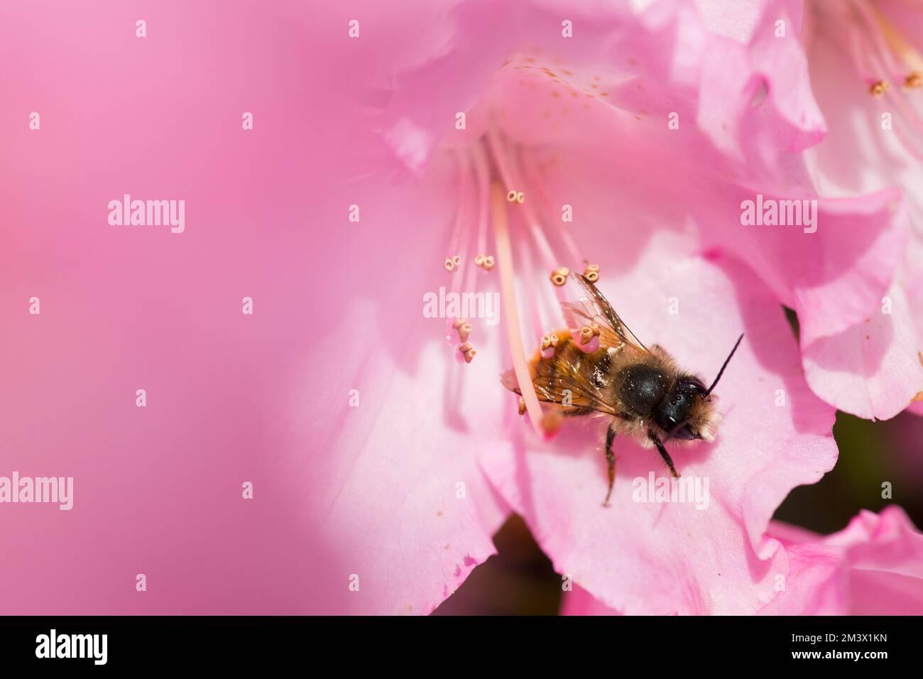 Red Mason-bee (Osma bicornis) female resting in a Rhododendron flower in a garden. Powys, Wales. May Stock Photo