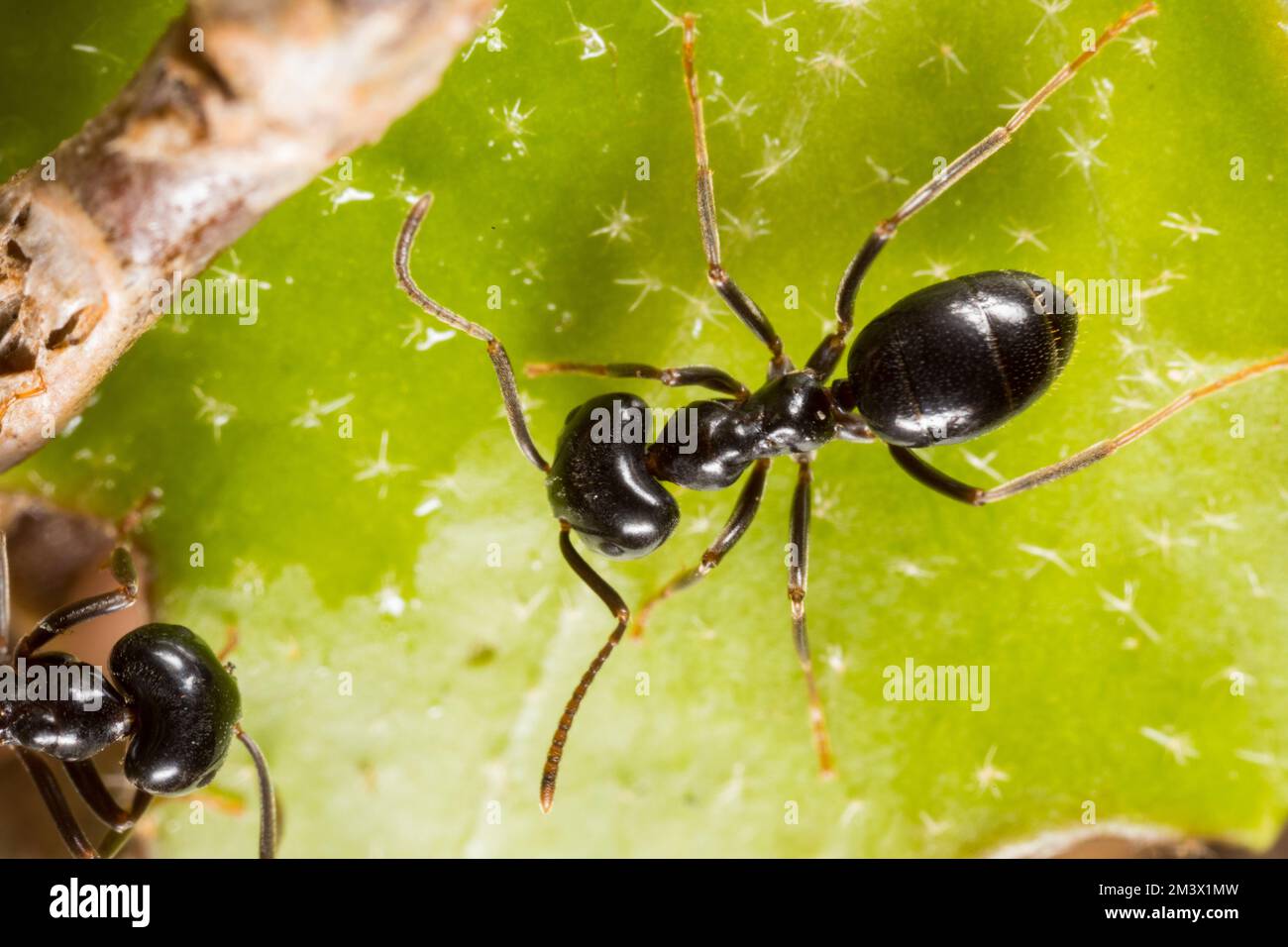 Jet ant (Lasius fuliginosus) workers. Powys, Wales. May. Stock Photo