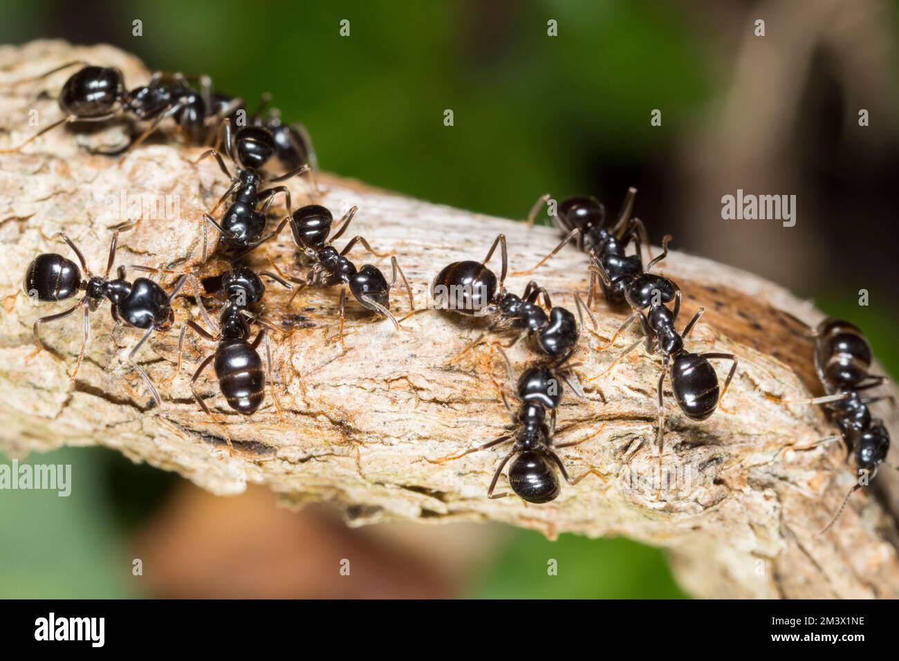 Jet ant (Lasius fuliginosus) workers. Powys, Wales. May. Stock Photo