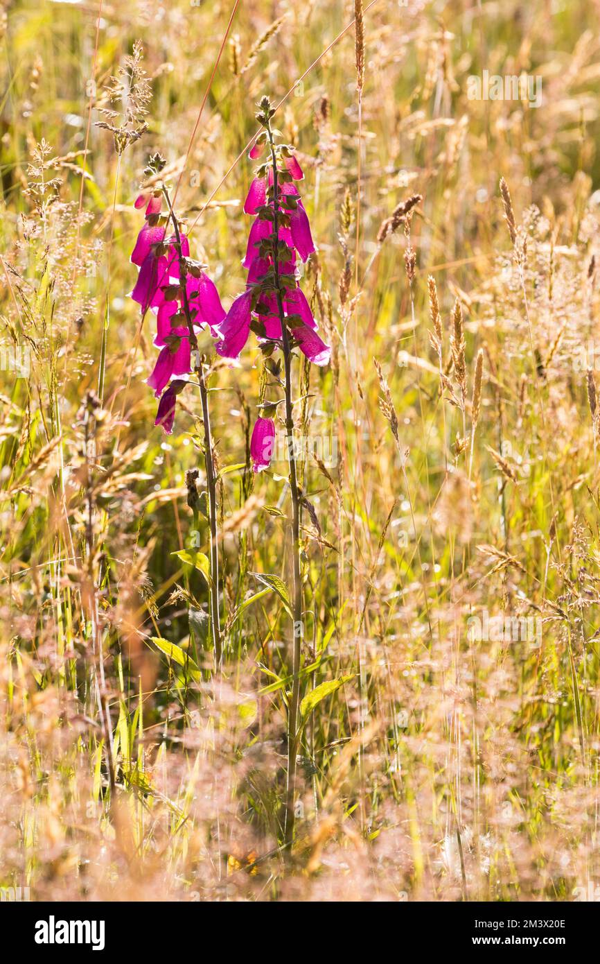 Foxglove (Digitalis purpurea) flowering in a meadow. Powys, Wales. July Stock Photo