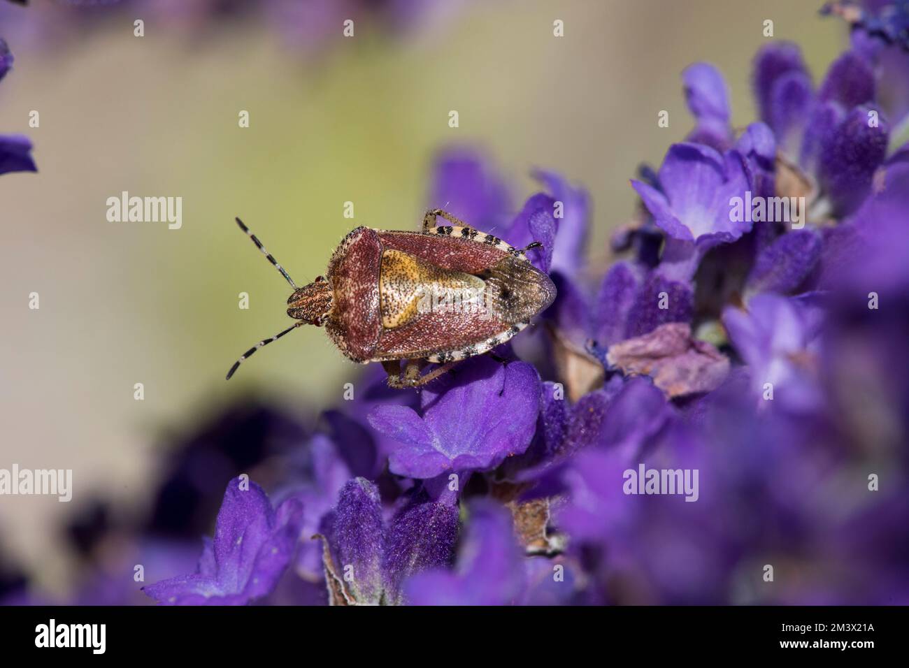 Hairy Shieldbug (Dolycoris baccarum) on lavender flowers in a gareden. Powys, Wales. July. Stock Photo