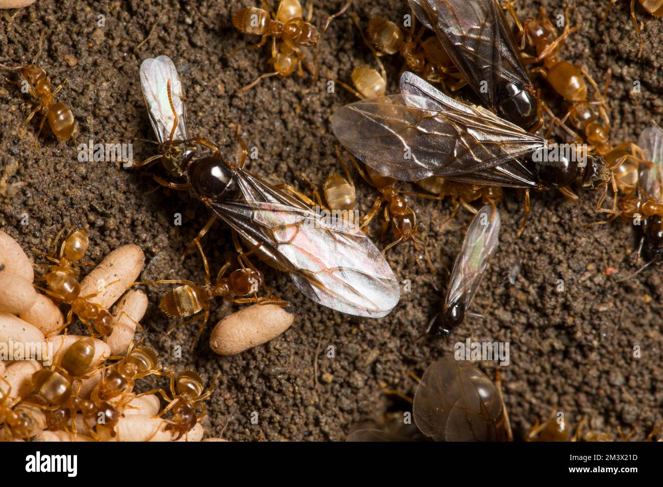 Yellow Meadow ant (Lasius flavus) new winged queens and males in a nest with workers and pupae before their nuptual flight. Powys, Wales. July. Stock Photo
