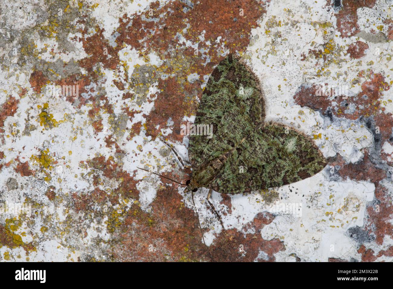 July Highflyer moth (Hydriomena furcata) resting on a brick wall. Powys, Wales. August. Stock Photo