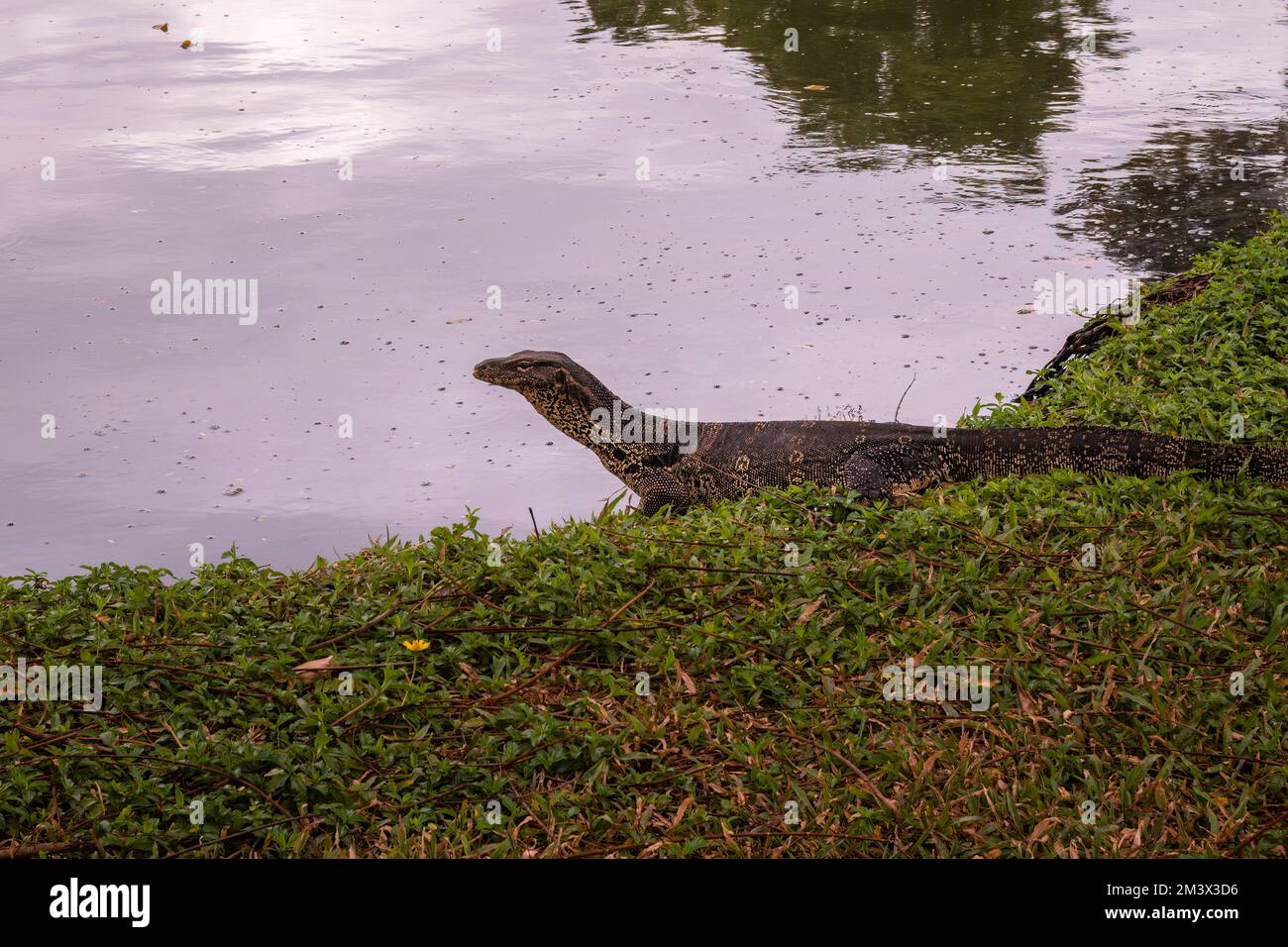 Asian water monitor lizard on grass next to a lake in Lumphini Park, Bangkok, Thailand Stock Photo