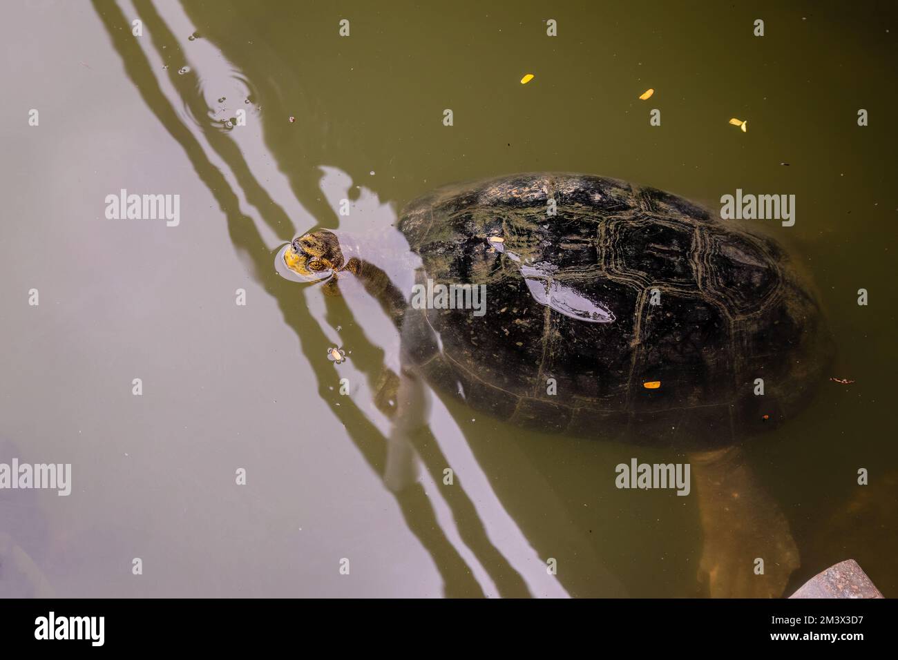 Yellow-headed temple turtle (Heosemys annandalii) swimming in a pond in ...