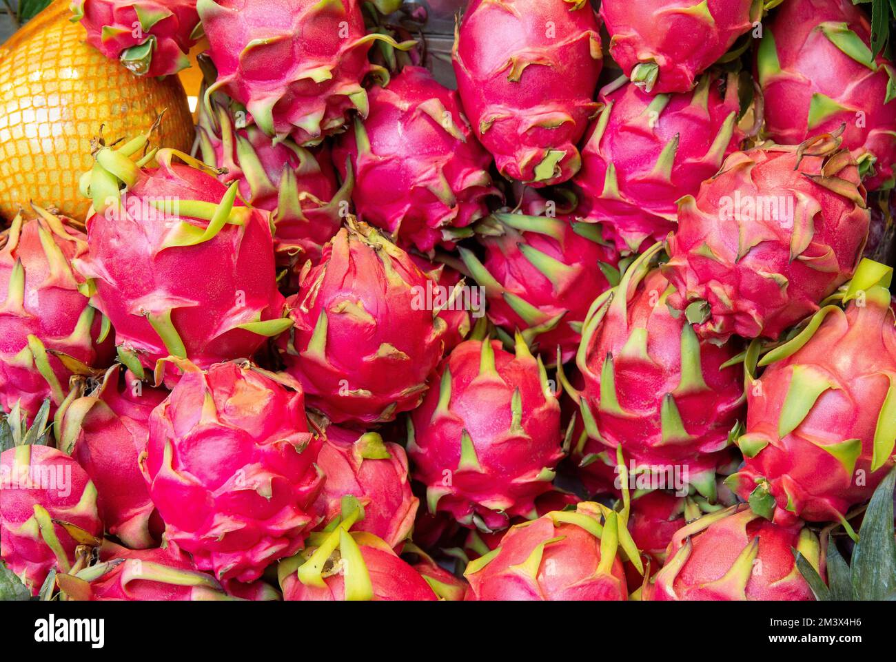 Pitahaya, or pitahaya, is the common name for the fruits of several
