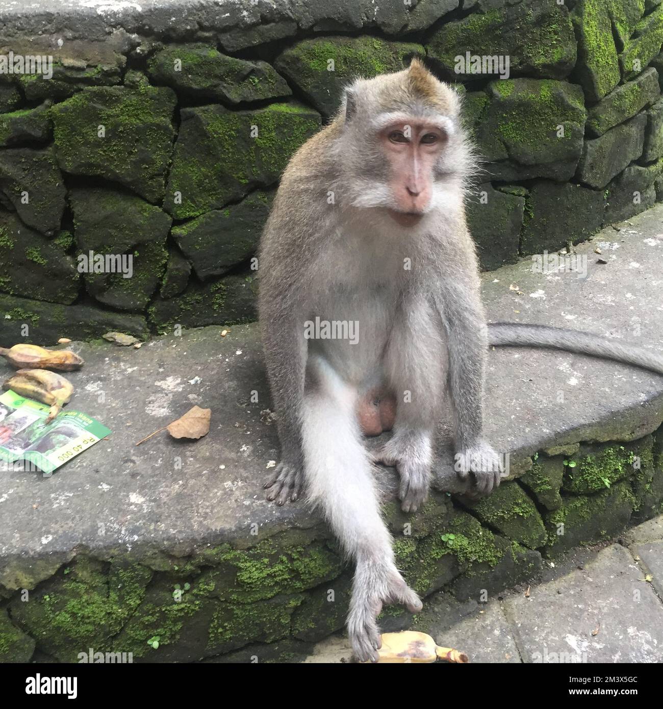 A gray and white monkey (Simiae) sitting on a mossy stone step in Ubud ...