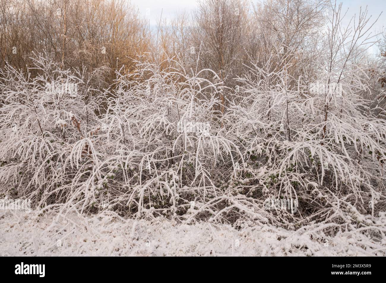 Heavy frost accumulation on vegetation during December 2022. Cothi