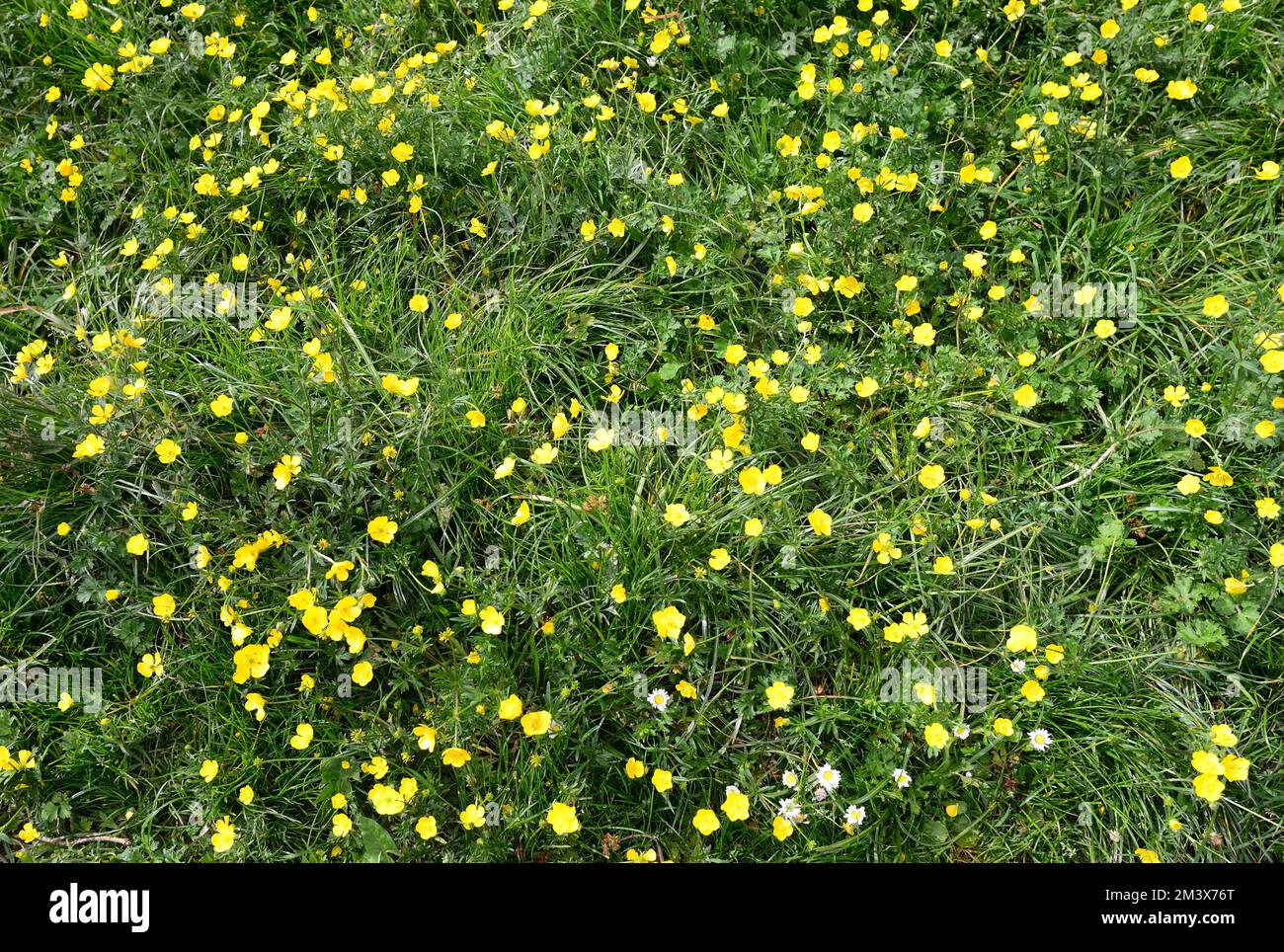 Buttercups and daisies. Stock Photo