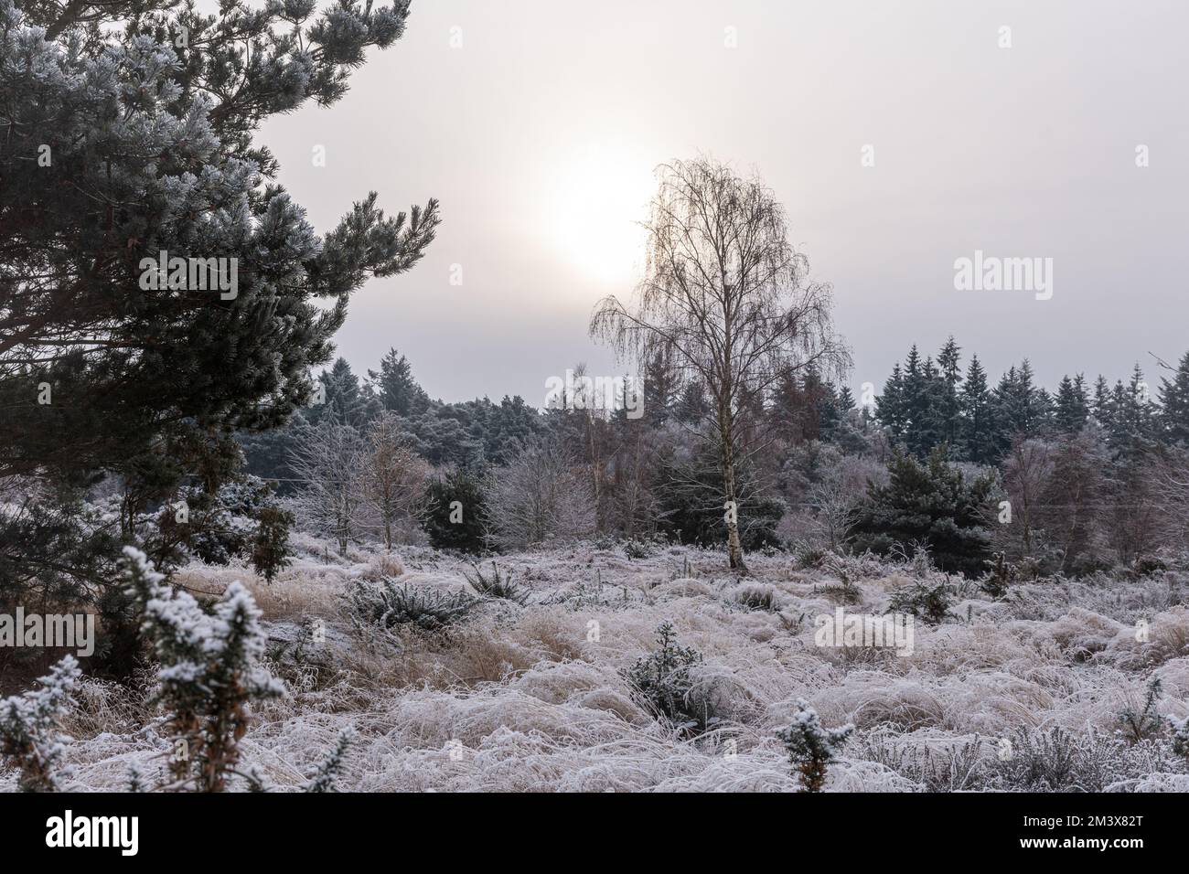 View of Hankley Common with a hoar frost during winter, December, in Surrey, England, UK Stock Photo