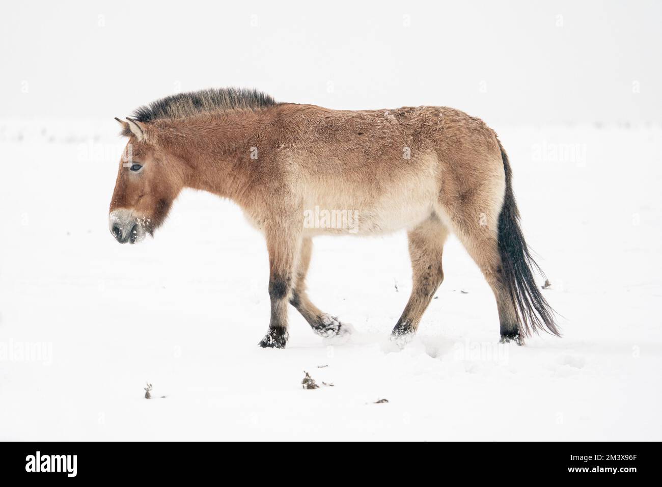 Przewalski's Horse with snow. Mongolian wild horse in nature habitat. Winter nature art. Stock Photo