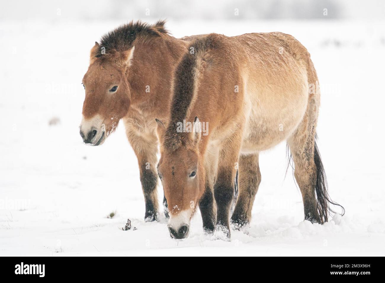 Przewalski's horses on the snow in a cold winter. Two horses next to