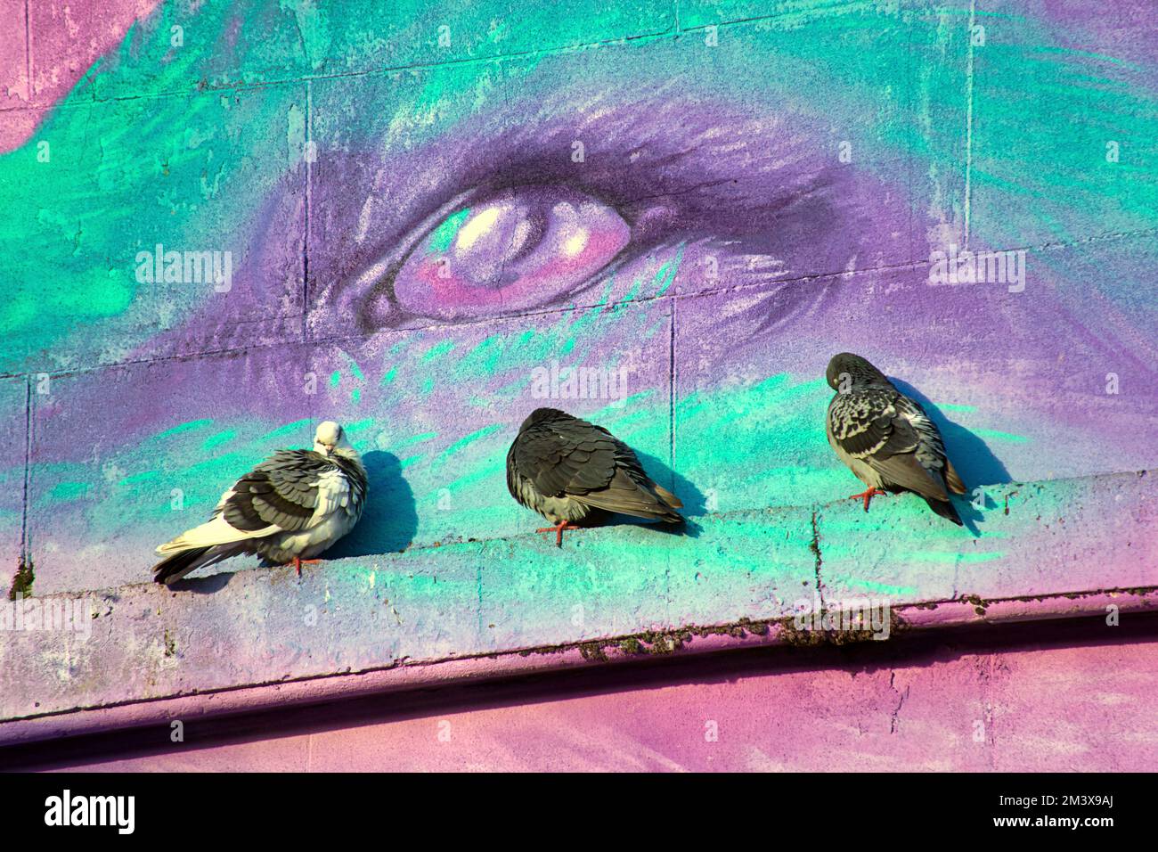 roosting pigeons under the eye  of a mural fox Stock Photo