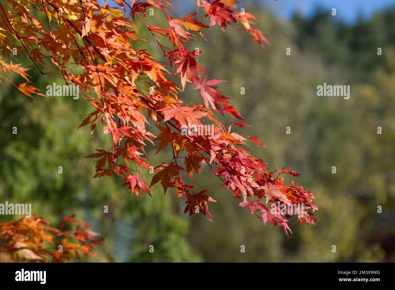 Autumn foliage of Coral bark maple Acer Palmatum Sangokaku Stock Photo