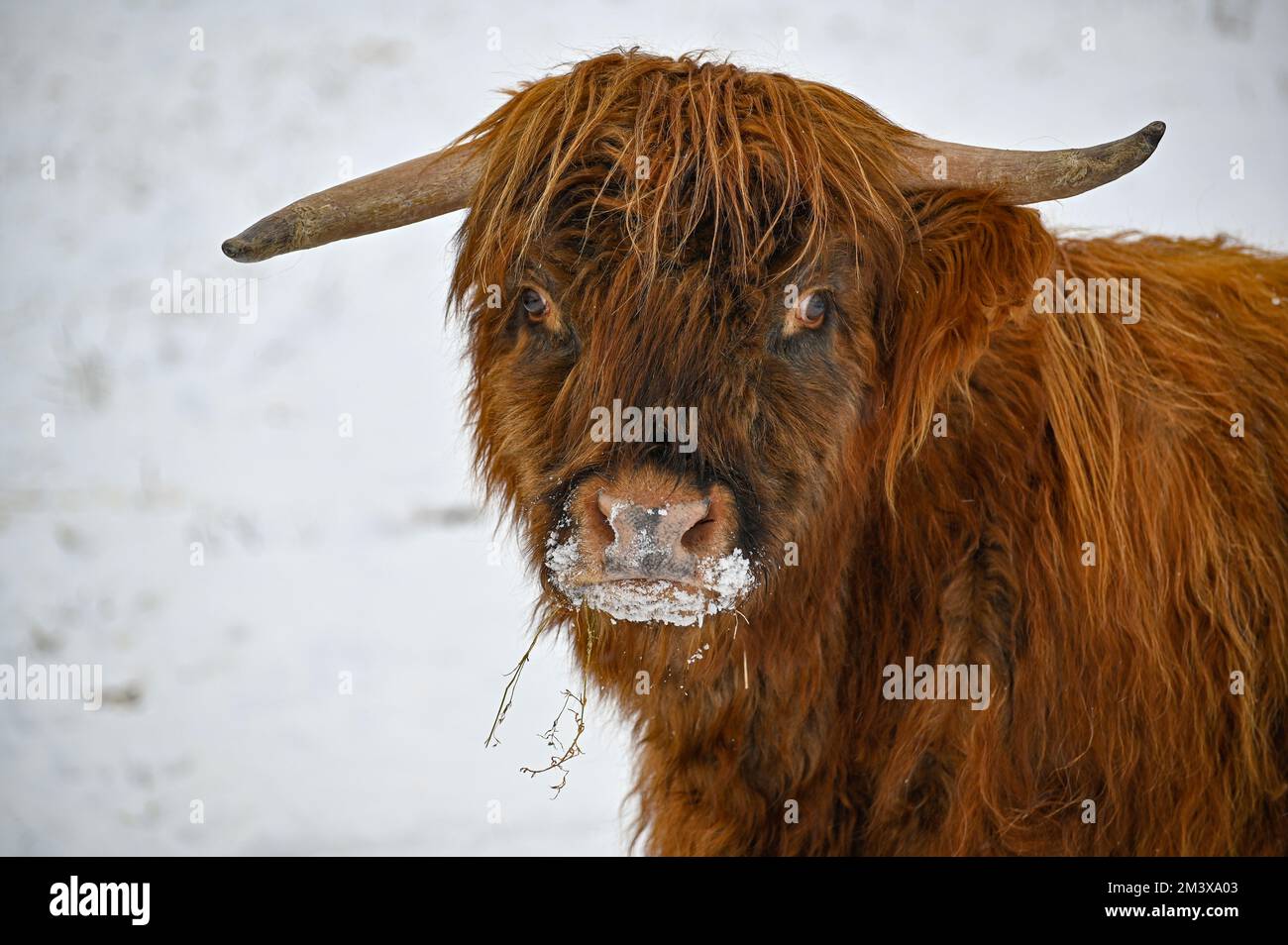Higland cattle standing in snow Kumla Sweden Stock Photo