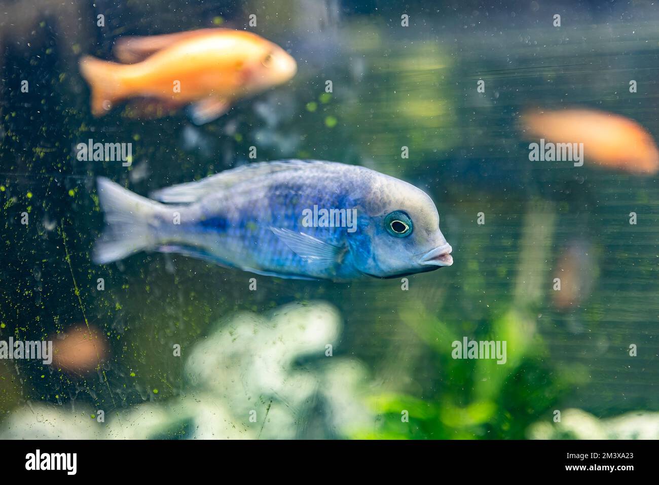 Cyrtocara moorii fish in the aquarium Stock Photo
