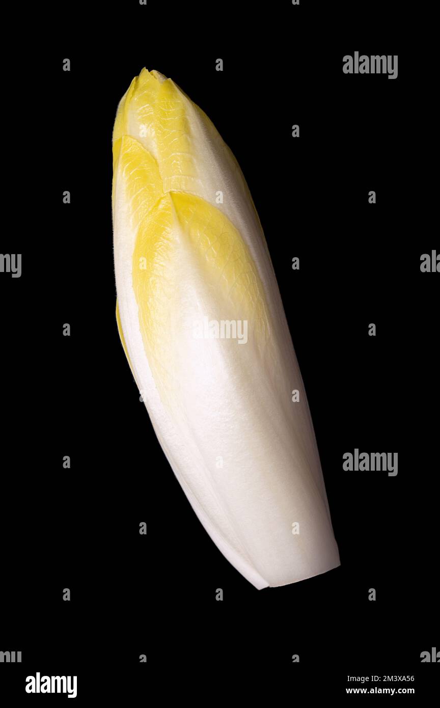 Belgian endive, raw and fresh witloof chicory bud, with slightly bitter leaves. Also witlof, indivia, endivias or chicon. Grown in absence of light. Stock Photo