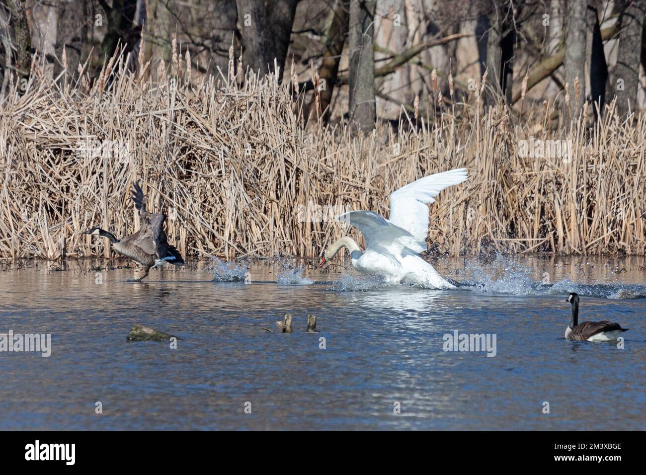 https://c8.alamy.com/comp/2M3XBGE/a-mute-swan-attacks-a-goose-from-coming-to-close-to-its-nest-2M3XBGE.jpg