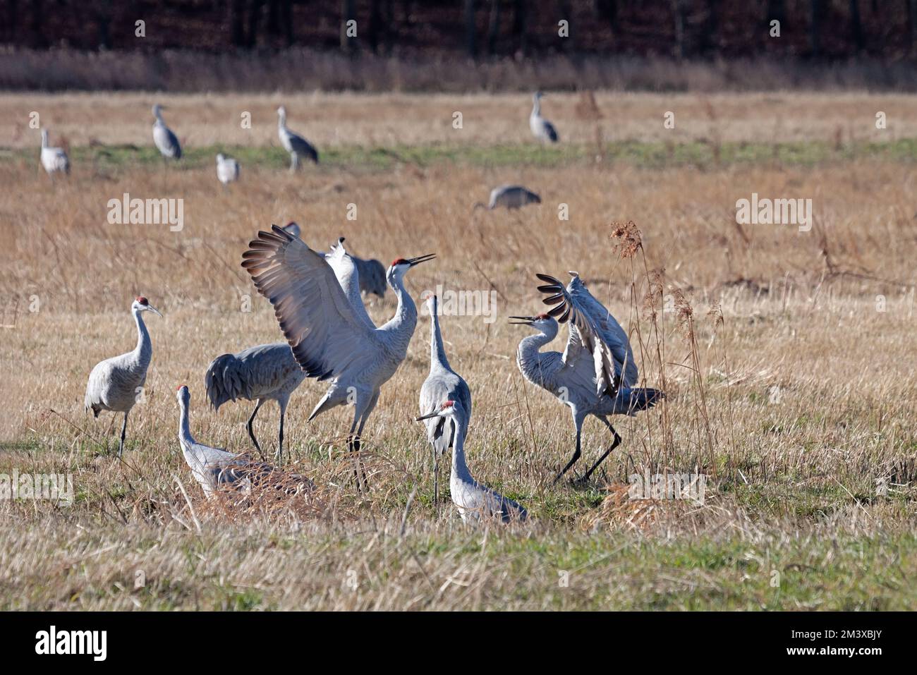 Sandhill cranes dance together in a recently plowed cornfield. Stock Photo