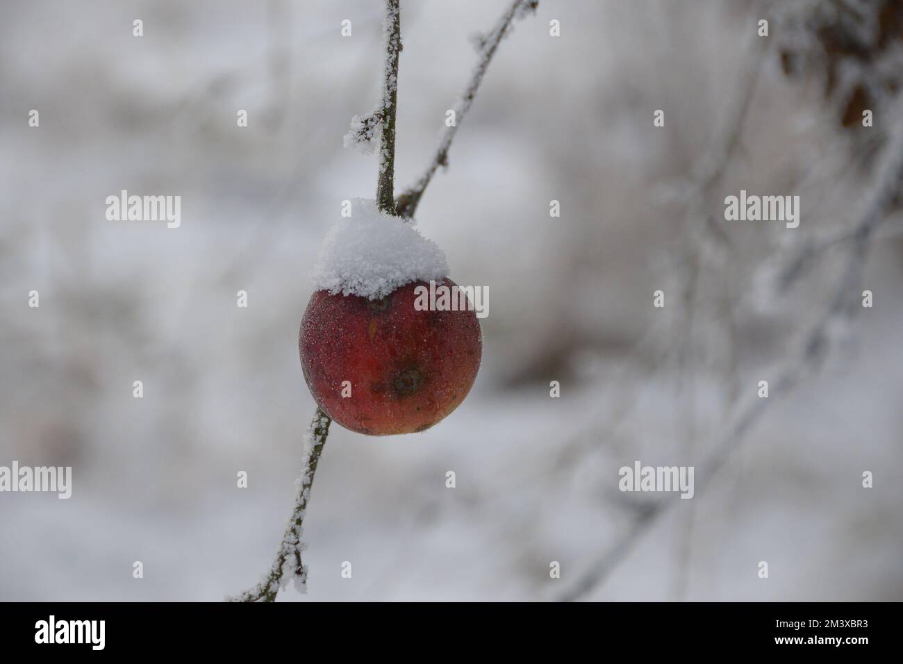 Schnee bedeckter Pfirsich am Baum im Winter Stock Photo