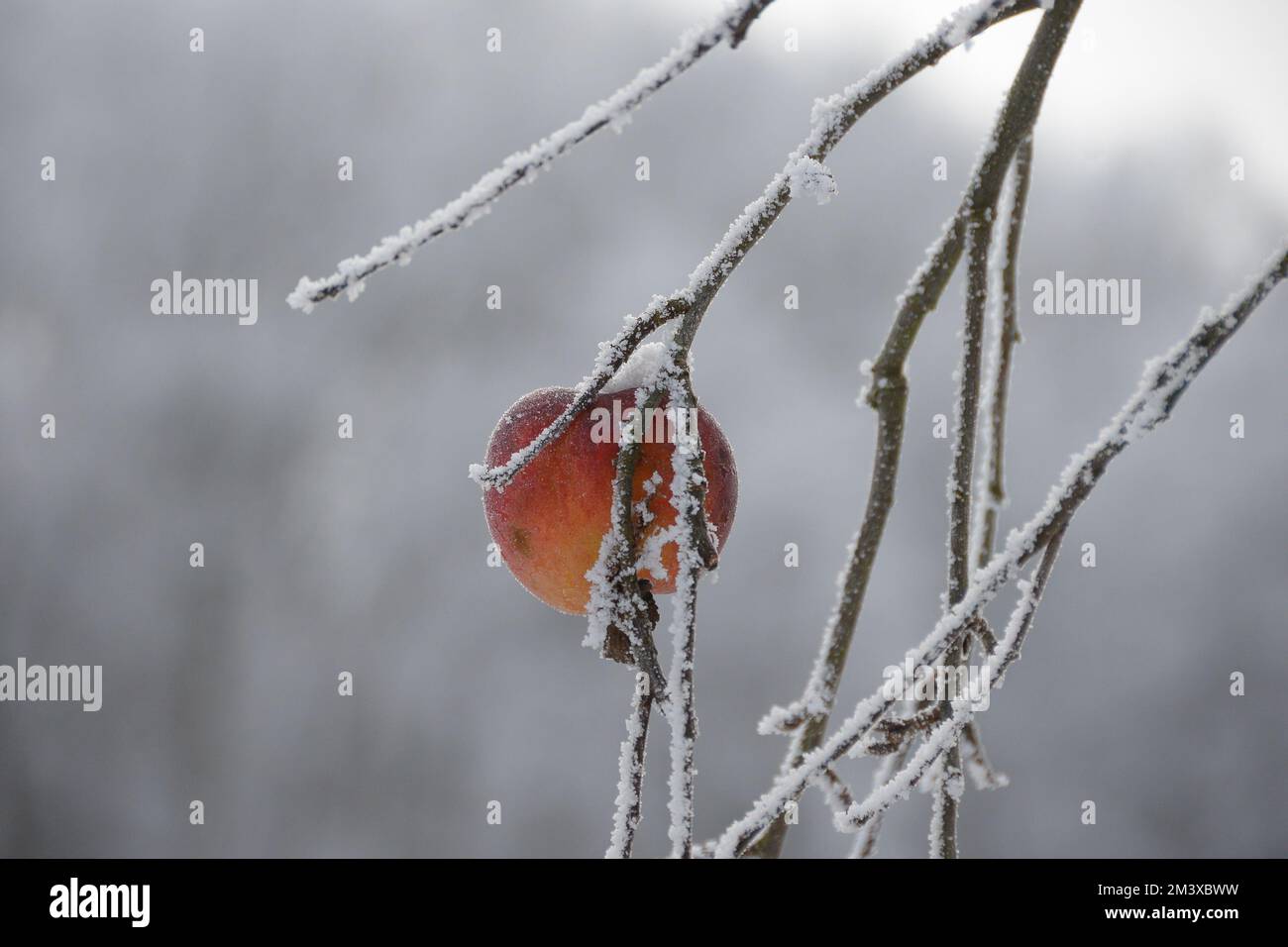 Schnee bedeckter Pfirsich am Baum im Winter Stock Photo