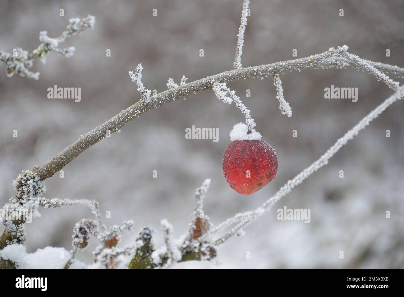 Schnee bedeckter Pfirsich am Baum im Winter Stock Photo