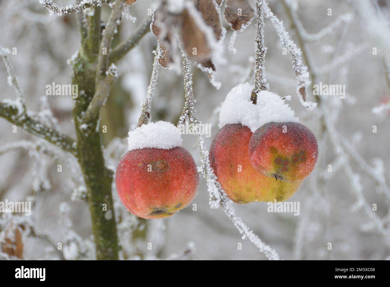 Schnee bedeckte Pfirsiche am Baum im Winter Stock Photo