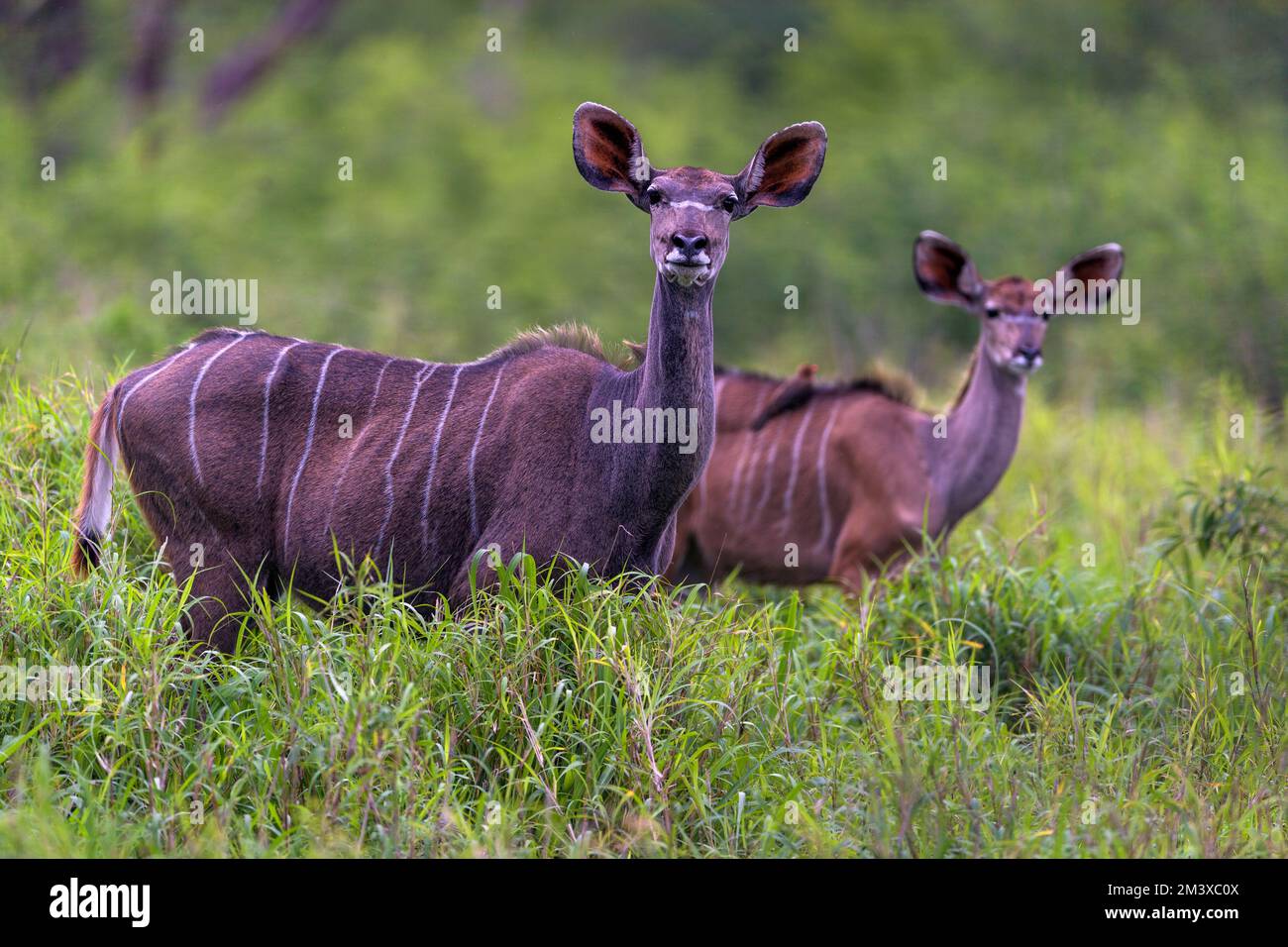Two females greater kudu (Tragelaphus strepsiceros) in Zimanga Private Reserve, South Africa. Stock Photo