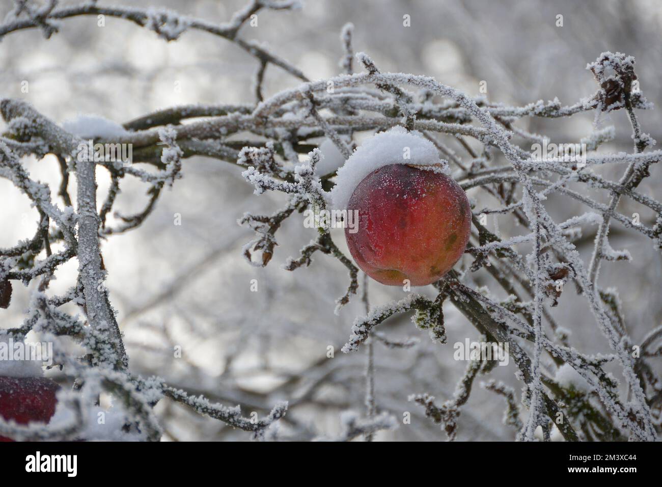 Schnee bedeckter Pfirsich am Baum im Winter Stock Photo
