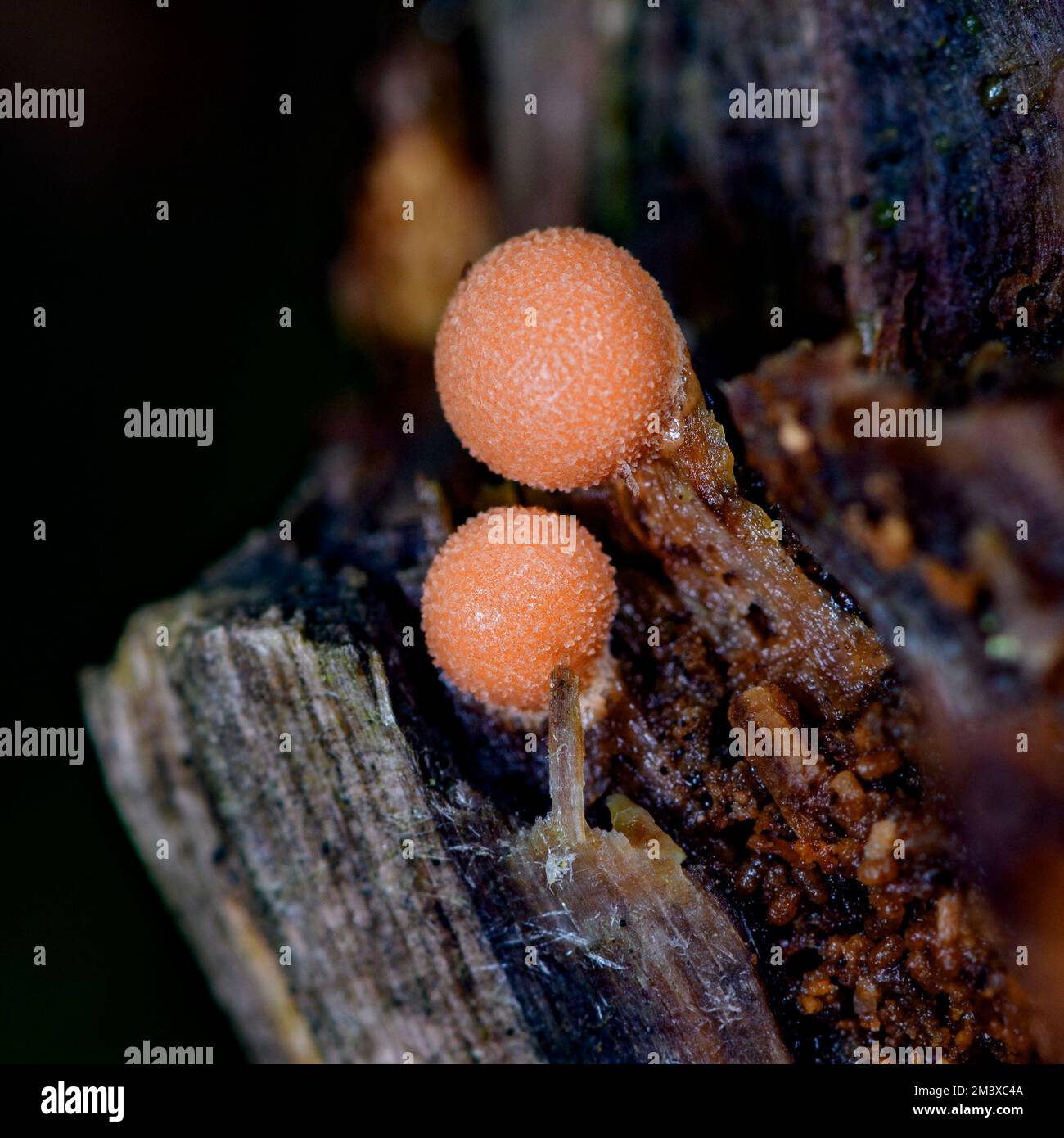 Wolf's milk (Lycogala epidendrum) a cosmopolitan species of slime mold (myxogastrid amobea). Her showing two small (3mm) fruiting bodies (aethalia) g Stock Photo