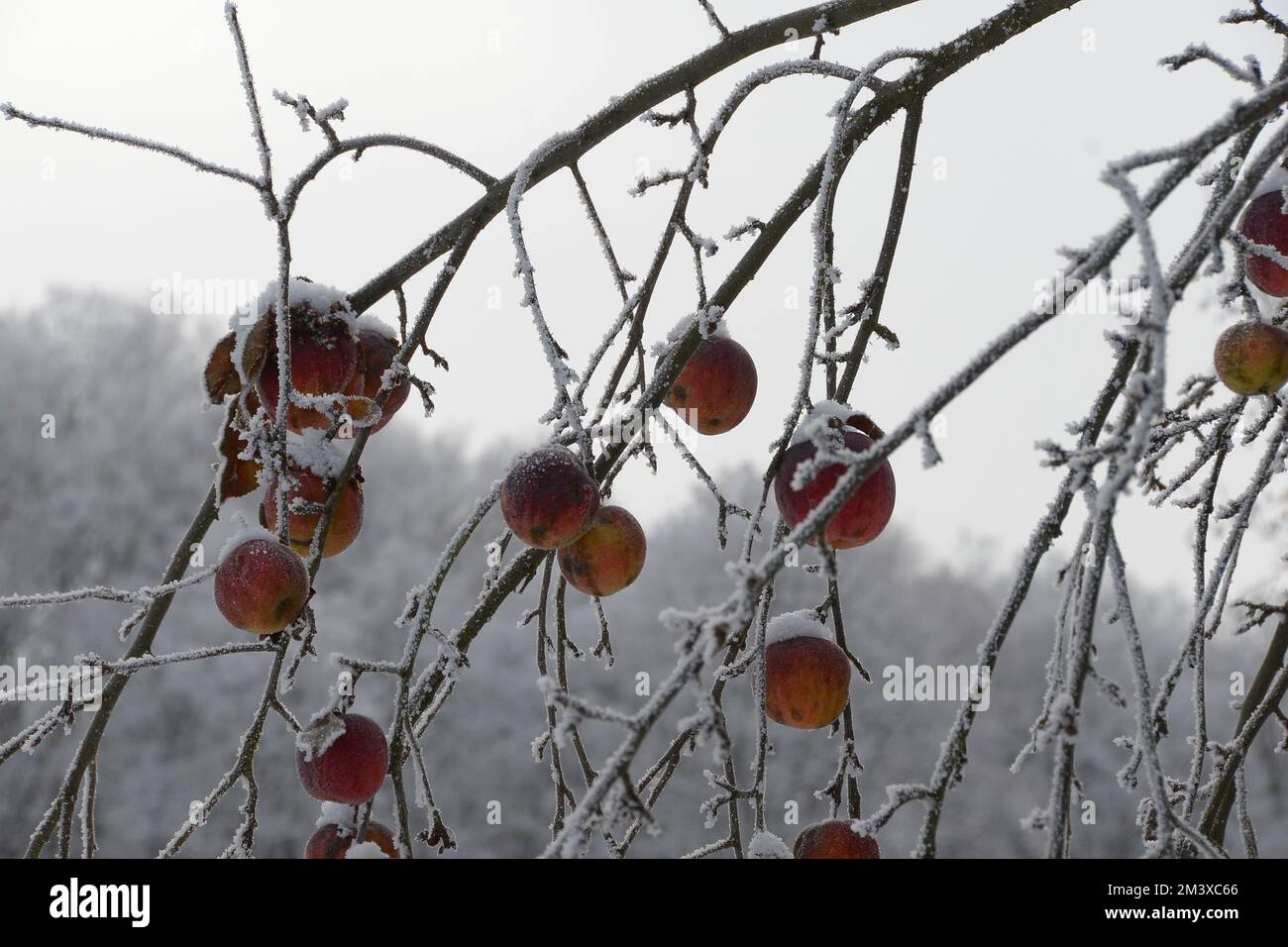 Schnee bedeckte Pfirsiche am Baum im Winter Stock Photo