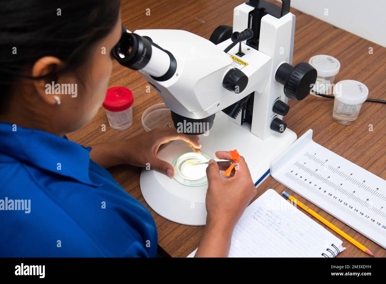 Researcher working with microscope Stock Photo Alamy