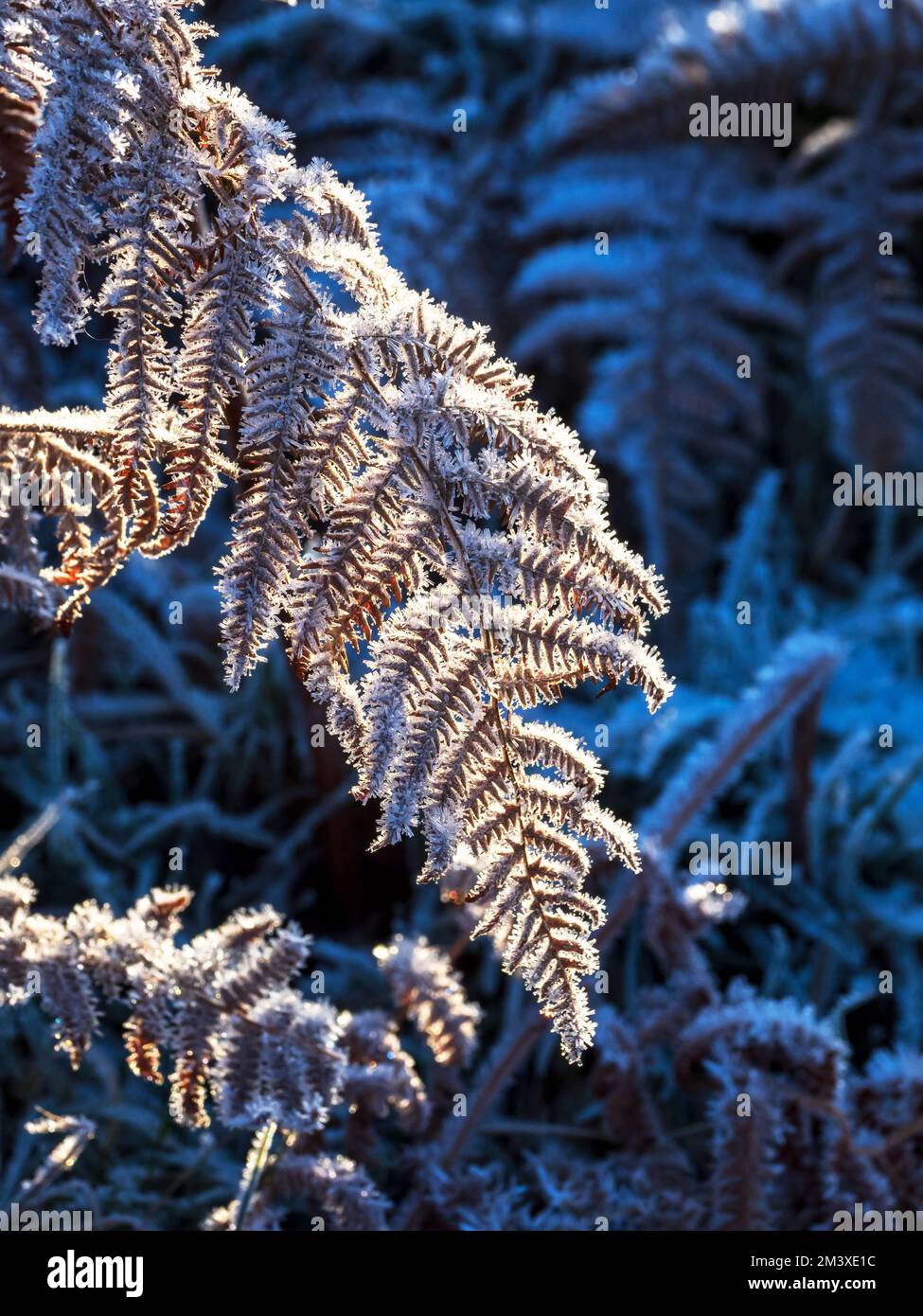 Hoar frost on Bracken on Wansfell, Lake District, UK Stock Photo Alamy