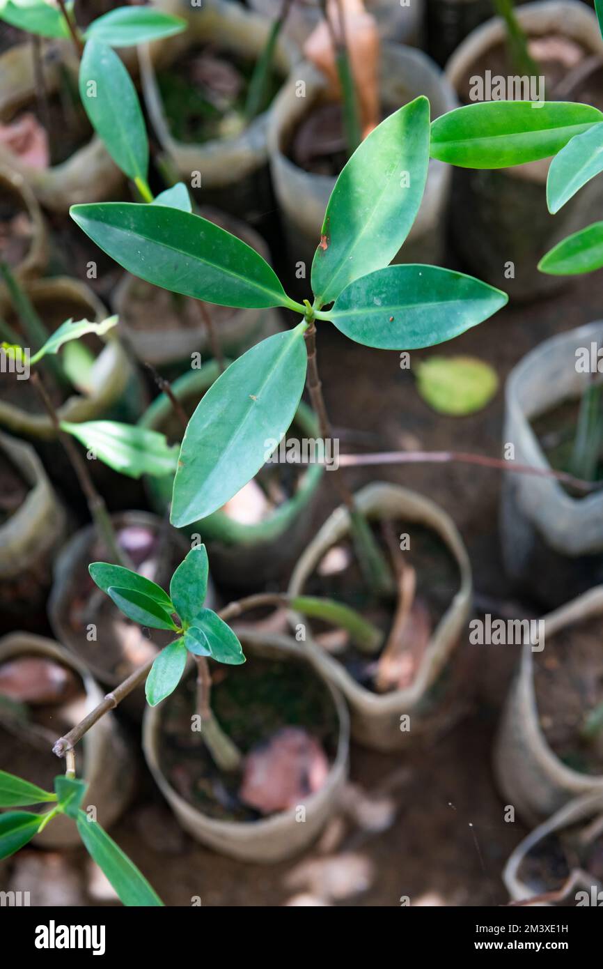 Close up of mangrove stem in a nursery Stock Photo