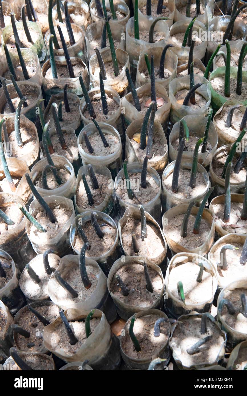 Close up of mangrove stem in a nursery Stock Photo