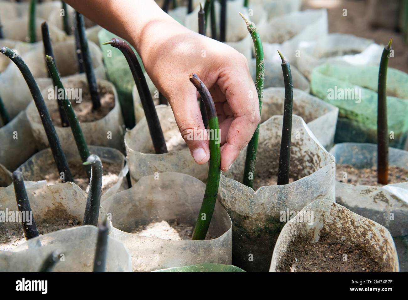 Marine biologist planting a mangrove in a nursery pot Stock Photo