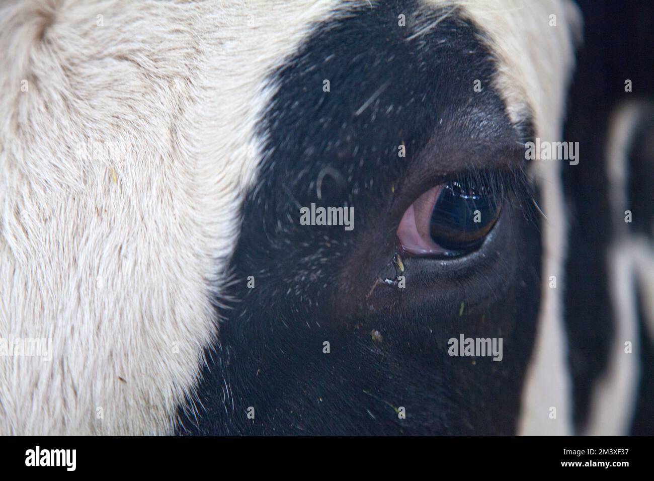 close up view of a cow Stock Photo