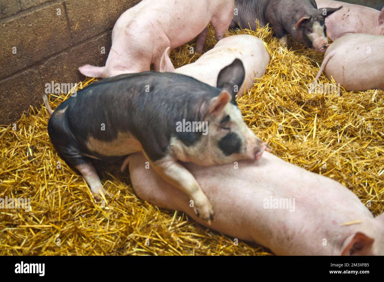 Pigs at Rand Farm Park, Lincolnhsire Stock Photo