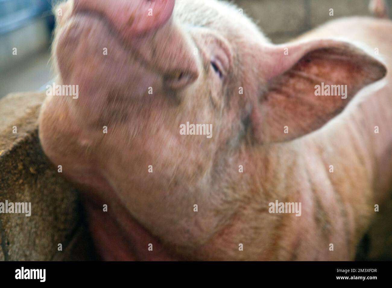 Pig happlily scratching itself at Rand Farm Park, Lincolnhsire Stock Photo