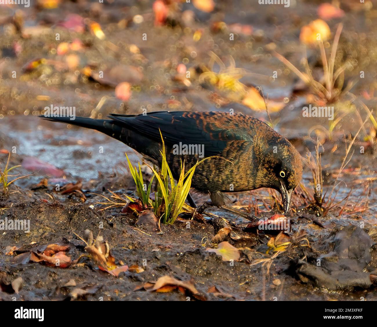 Threatened endangered species hi-res stock photography and images - Alamy