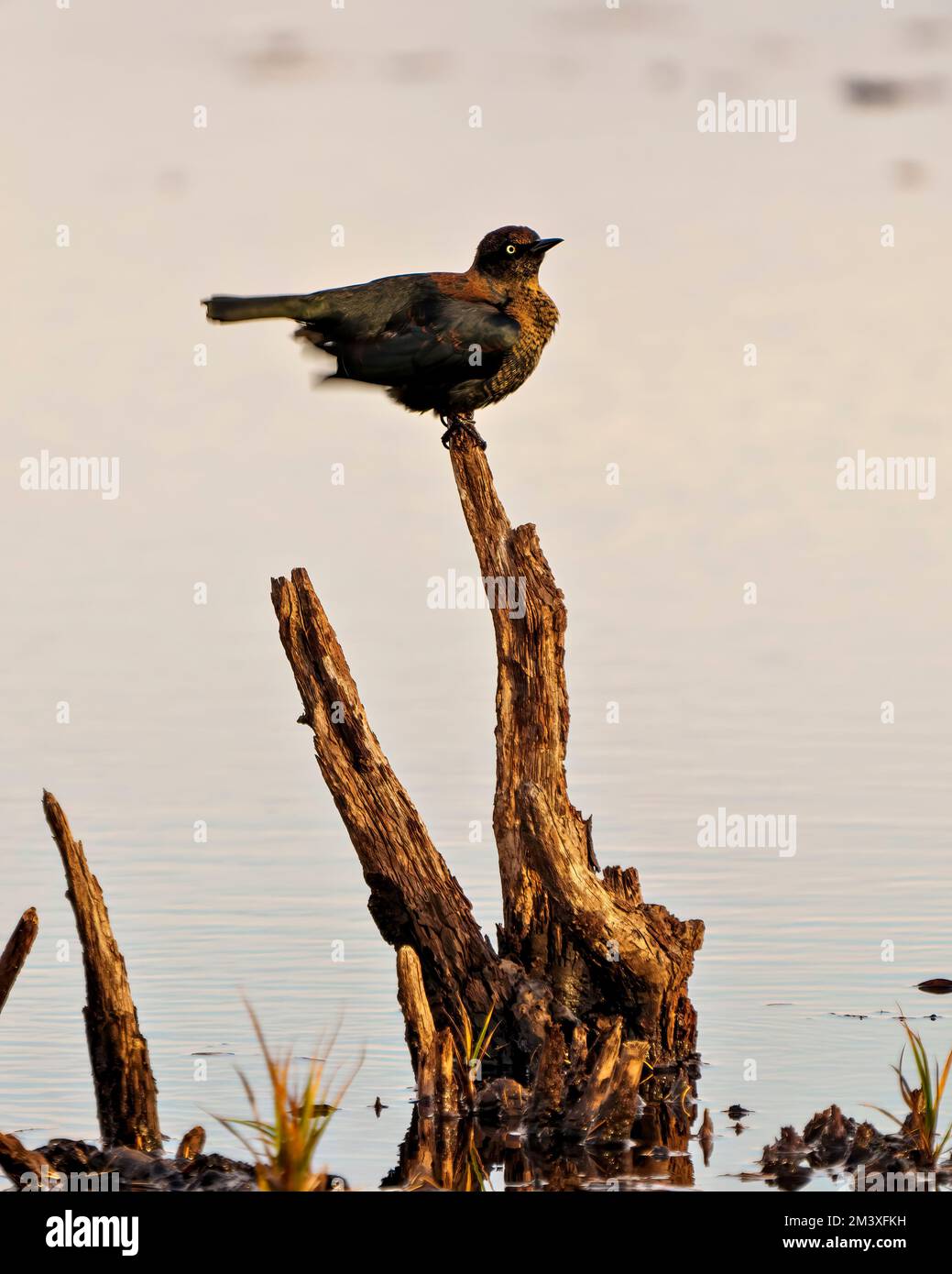 Rusty Blackbird perched on a stump in a marsh in its environment and habitat surrounding in North Ontario Canada. Declining species. Threatened. Stock Photo
