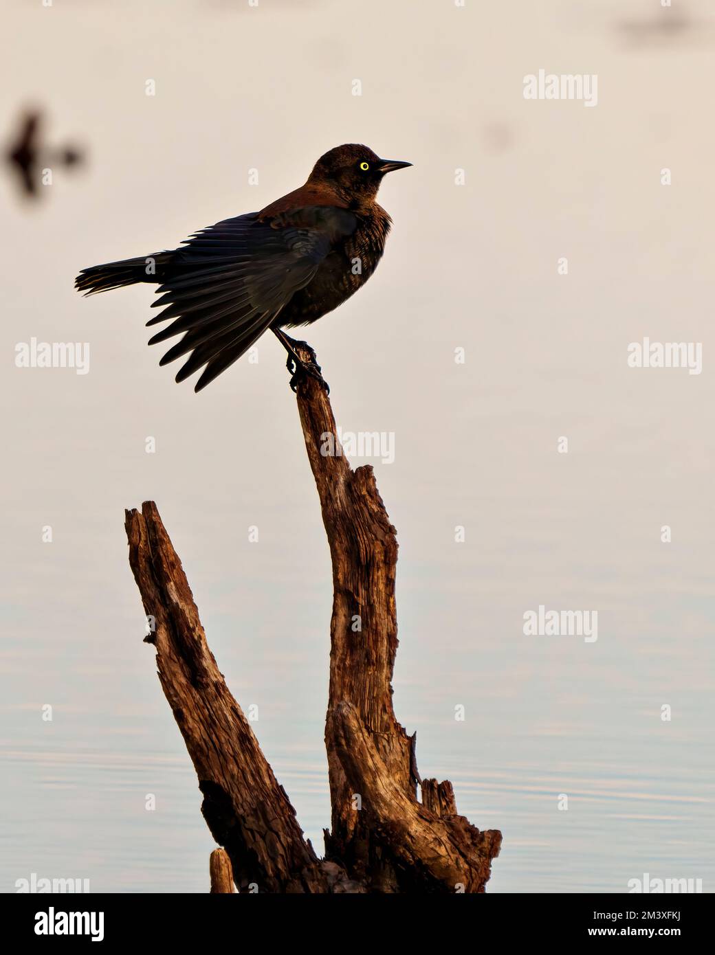 Rusty Blackbird perched on a stump in a marsh in its environment and habitat surrounding in North Ontario Canada. Declining species. Threatened. Stock Photo