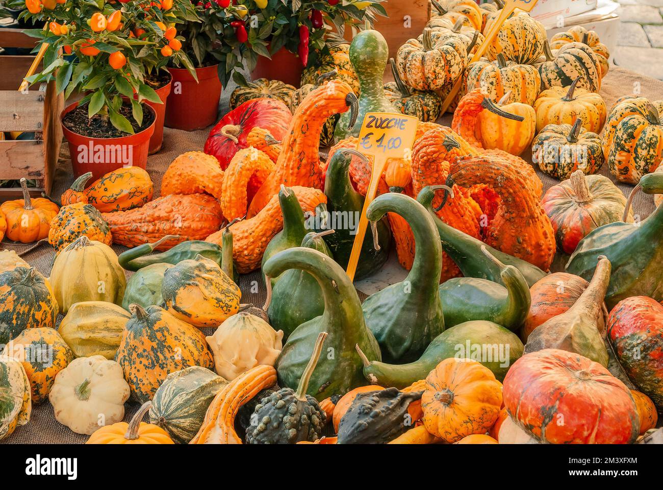 Orange and green pumpkins on an italian street market Stock Photo